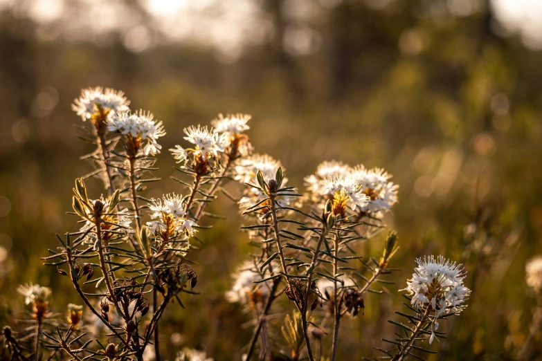 a field that has some white flowers growing