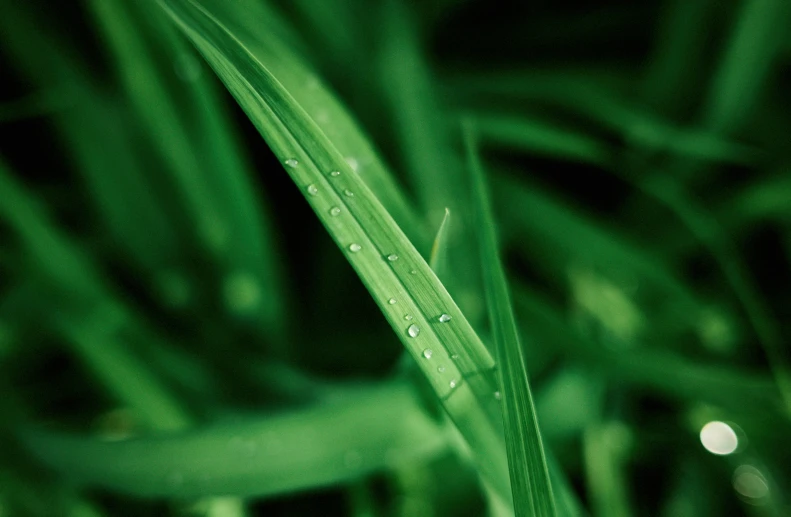 grass has water droplets on it that are very large