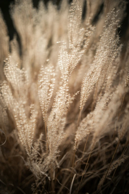 a bush of plants that are in the grass