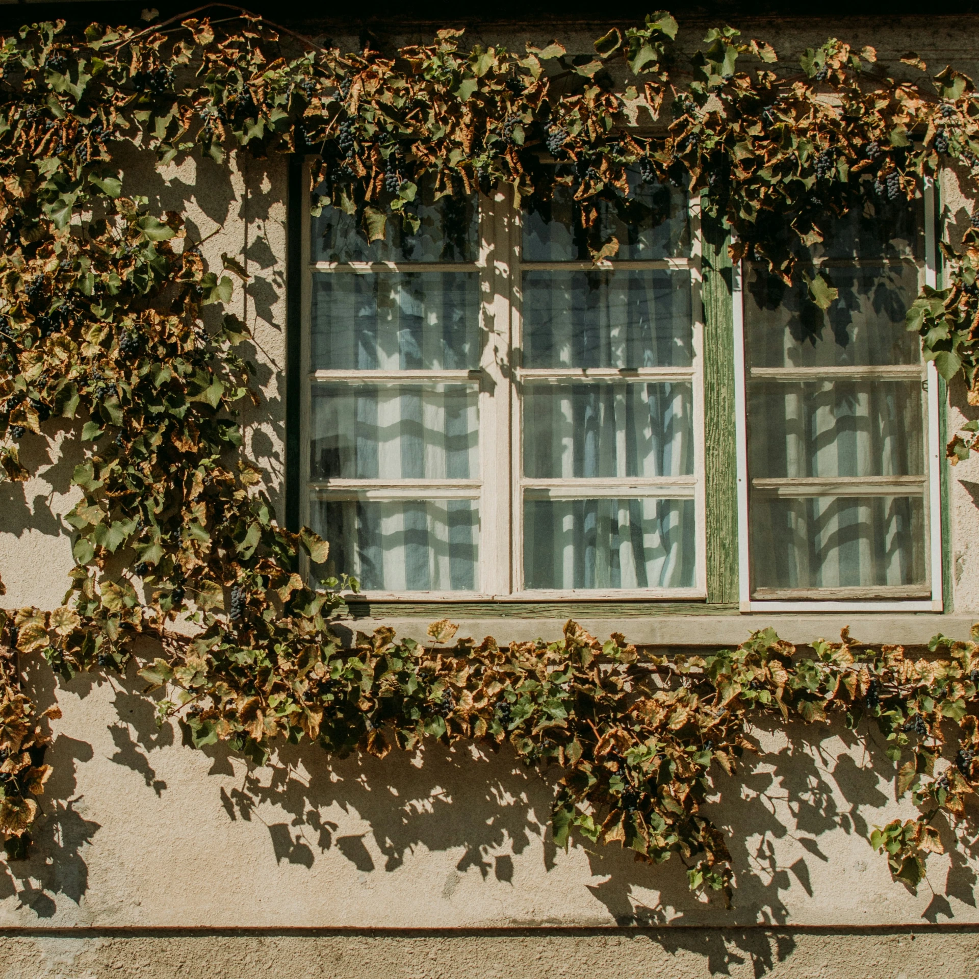 a close up of two windows and vines