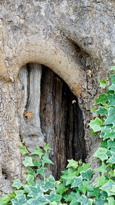 a tree trunk has an unusual hole in the bark