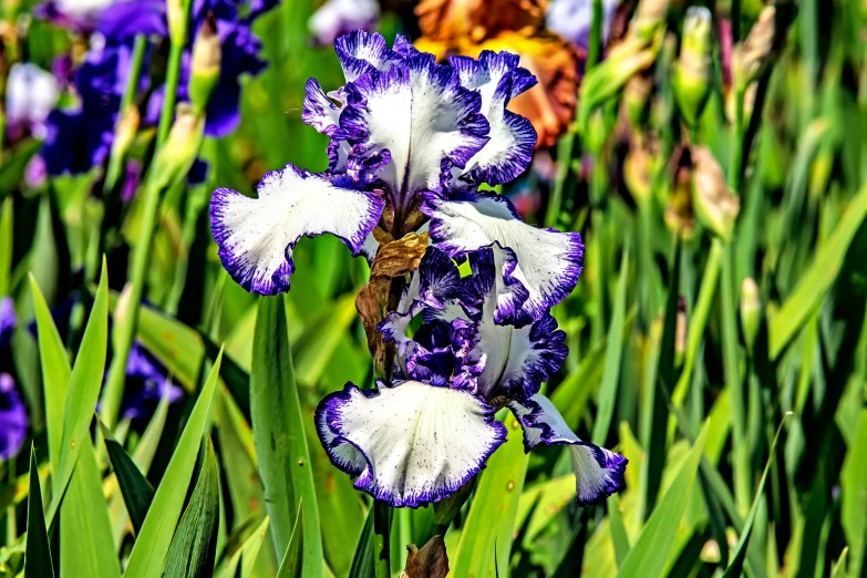 several purple and white flowers are in tall grass