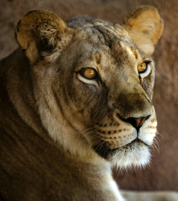 an adult lion staring at the camera with brown eyes