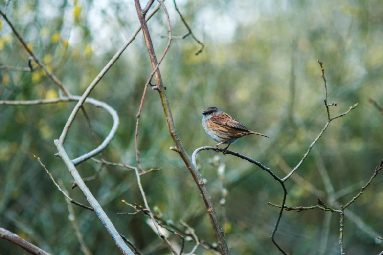 a bird perched on top of a nch