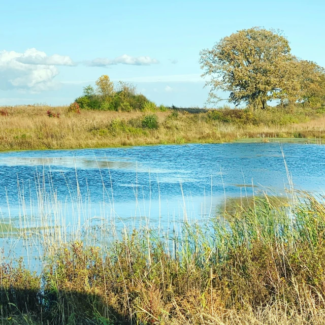 a giraffe standing next to a body of water