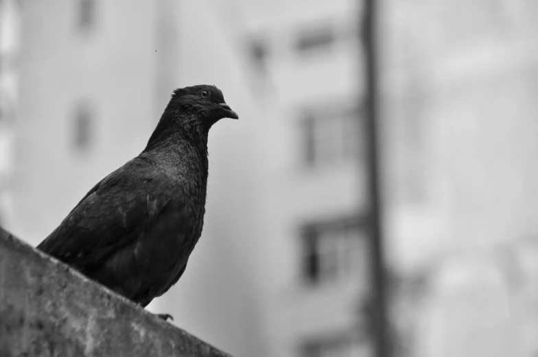 black bird perched on top of a building and looking at the camera