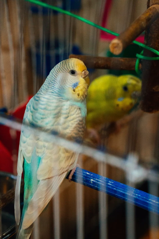 a bird inside of its cage is looking into its feathers