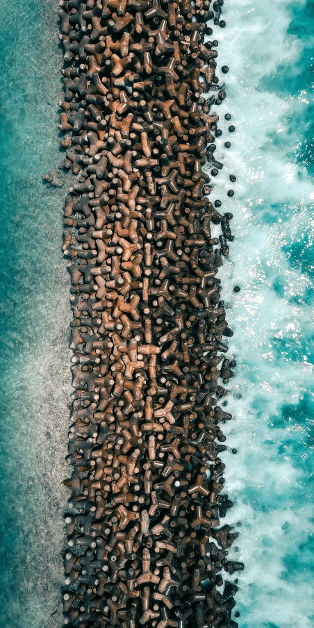 brown and black sea otters on the beach