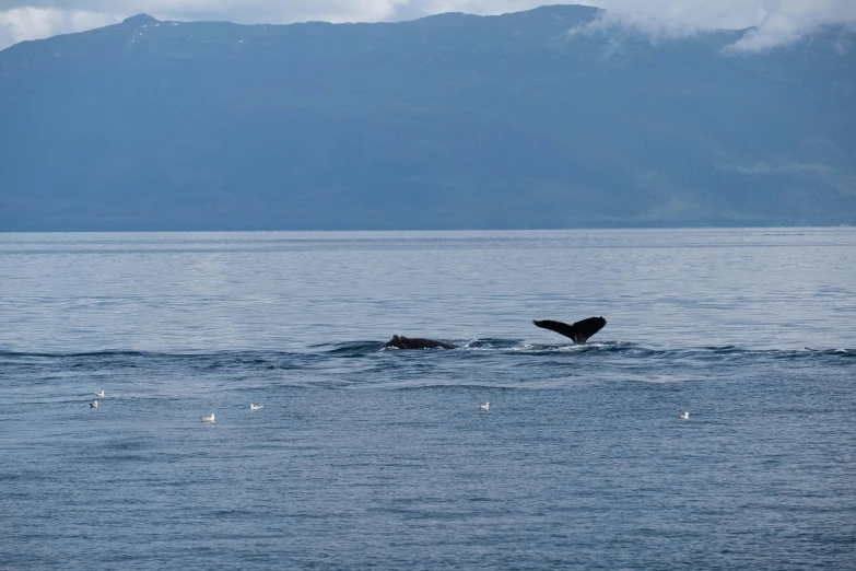 some very pretty large animals in the water