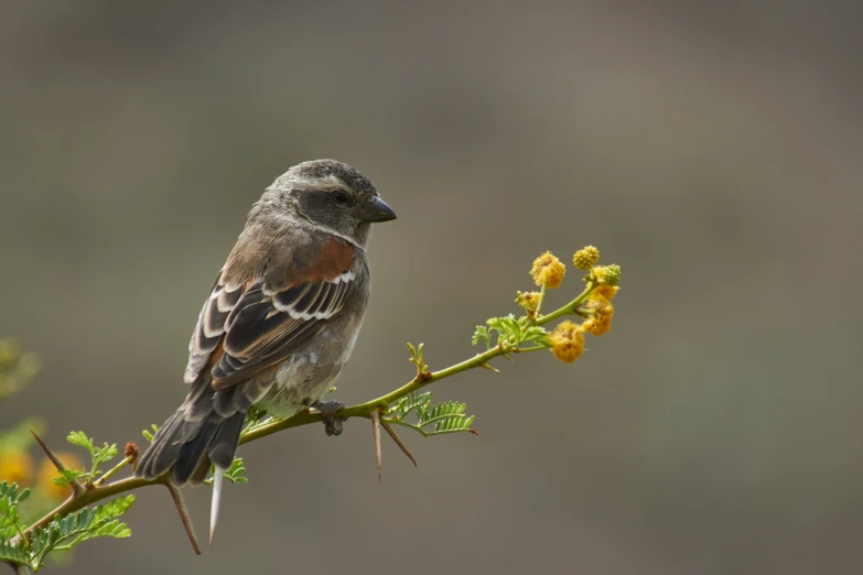 a bird sitting on top of a plant with yellow flowers