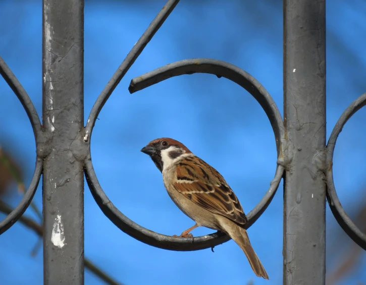 a bird sits on a gate made out of metal rods