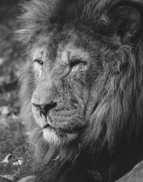 a black and white image of a large lion