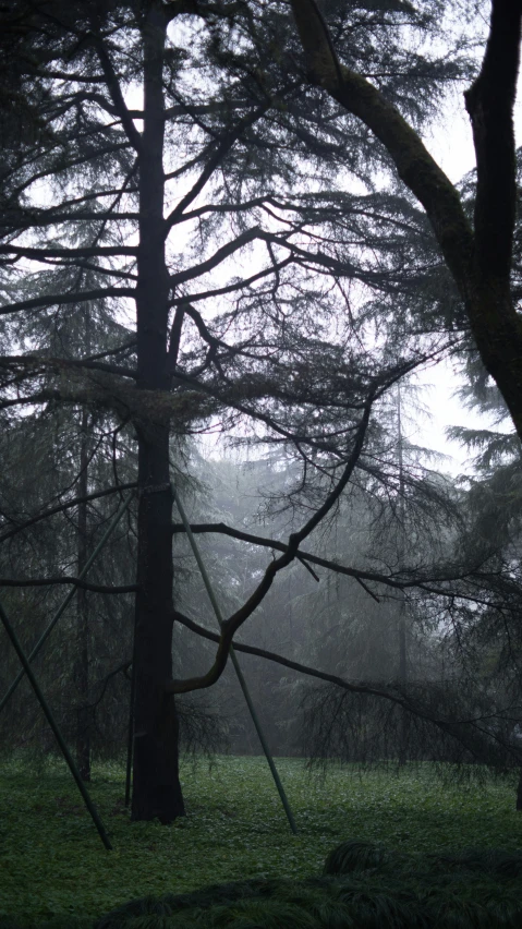 a po of a tree and some swings