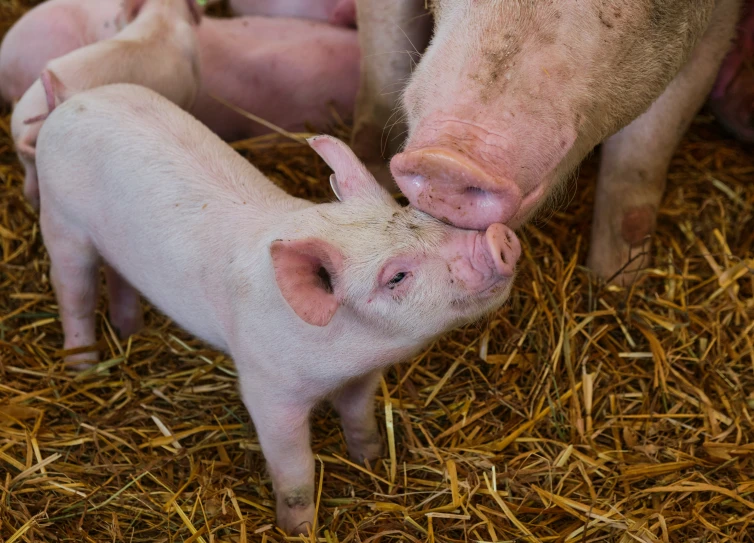 three pig licking into each other's noses on the hay