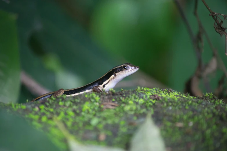 anolemus sits on the moss in front of trees