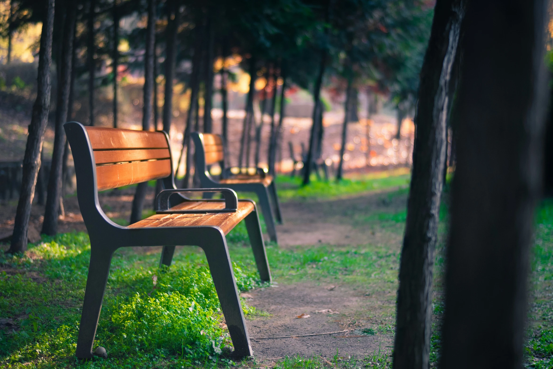 some empty benches on a trail in the park