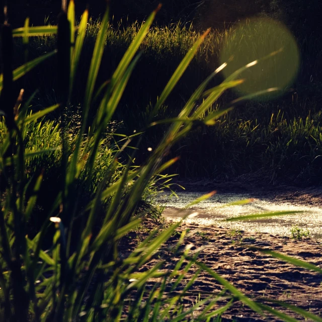 the sun is shining brightly over water and vegetation