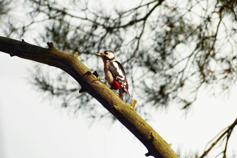 a small bird perched on a tree nch