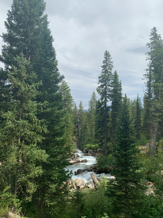 a river and trees from a hiking path