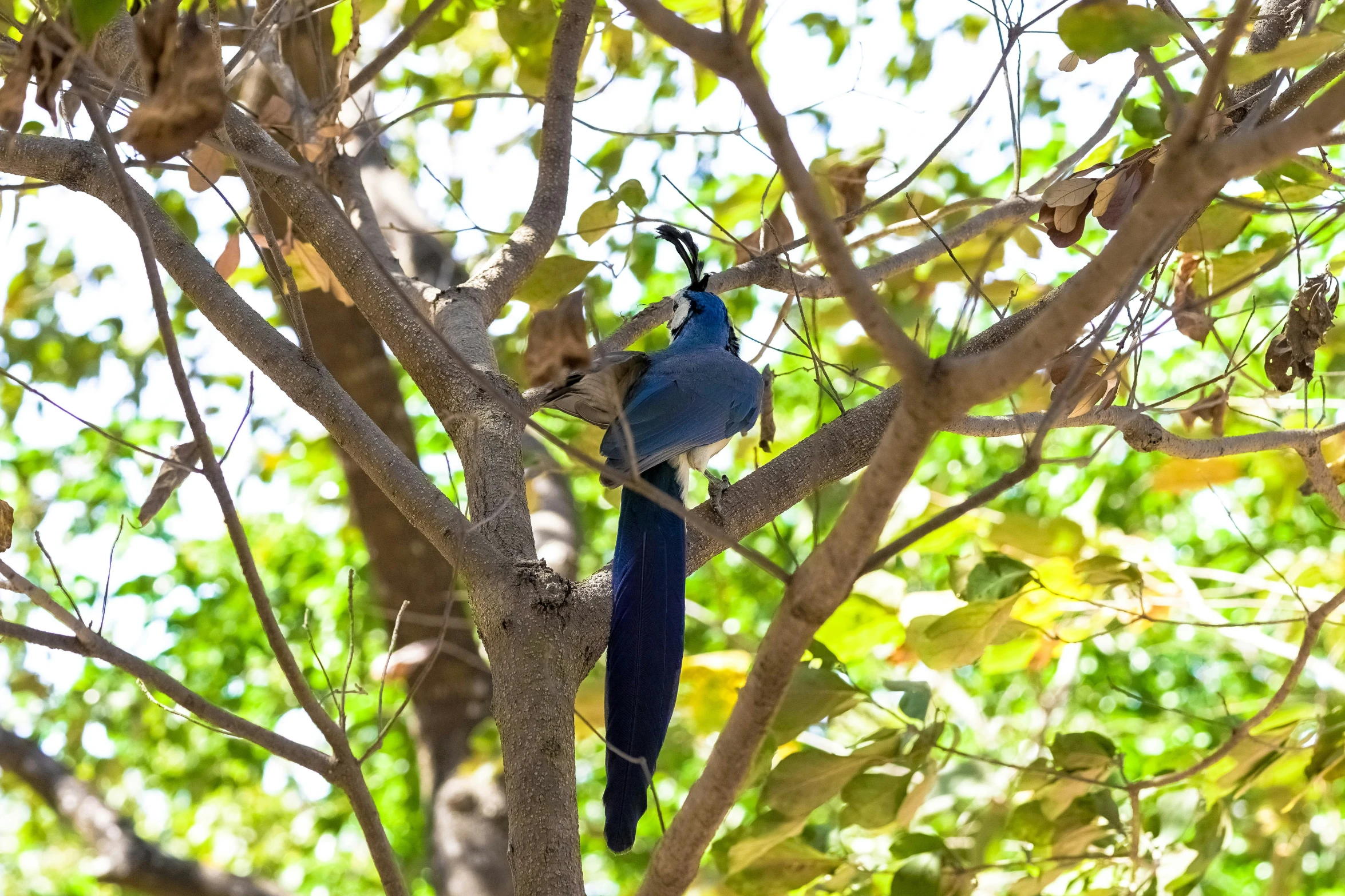 a very pretty blue bird perched in the middle of a tree