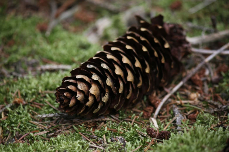 a very large cone of some sort on the ground