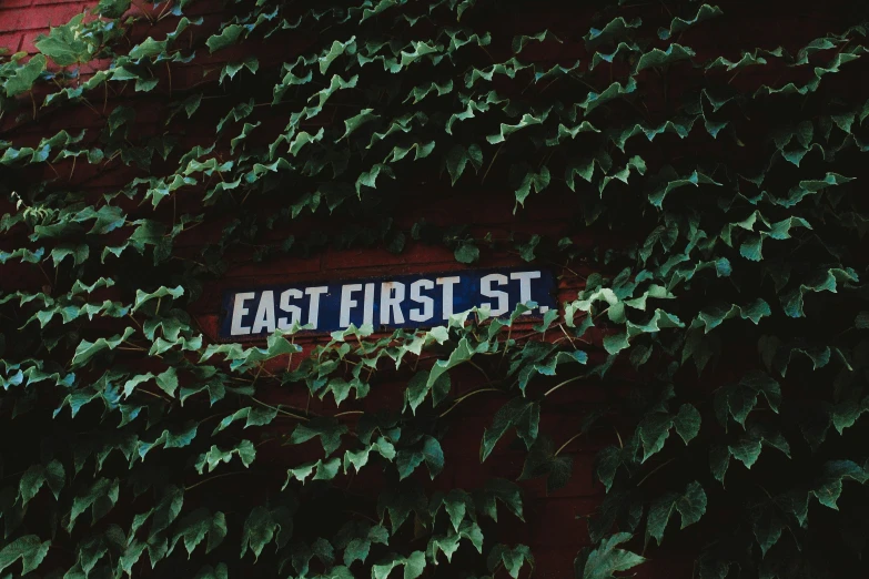 a street sign that is next to green leaves