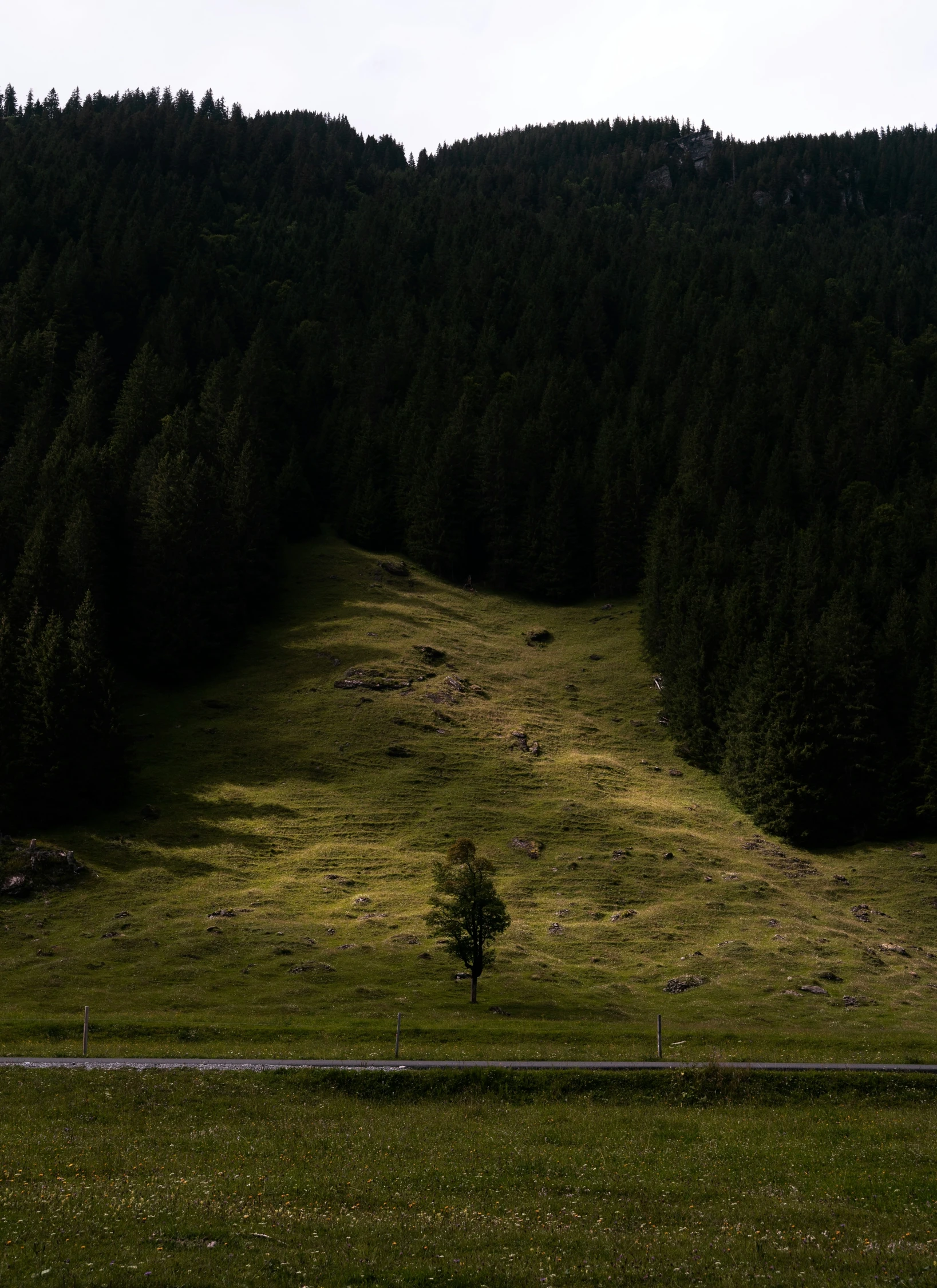 a lone tree stands on the edge of a grassy field