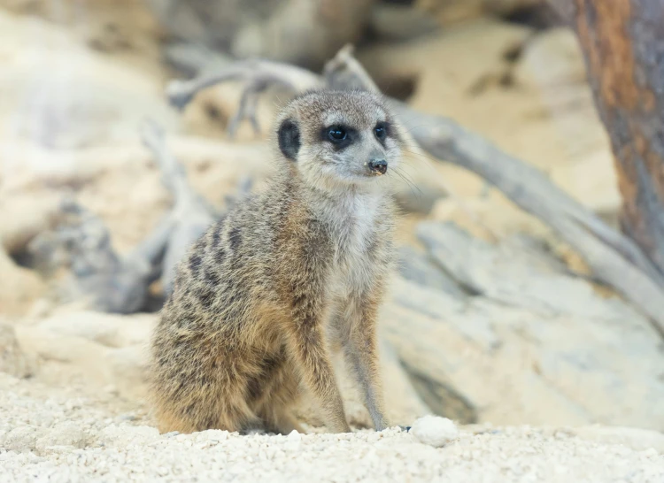 a baby meerkat sitting on sand in the desert