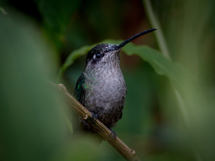 the small bird with long beak is sitting on a nch