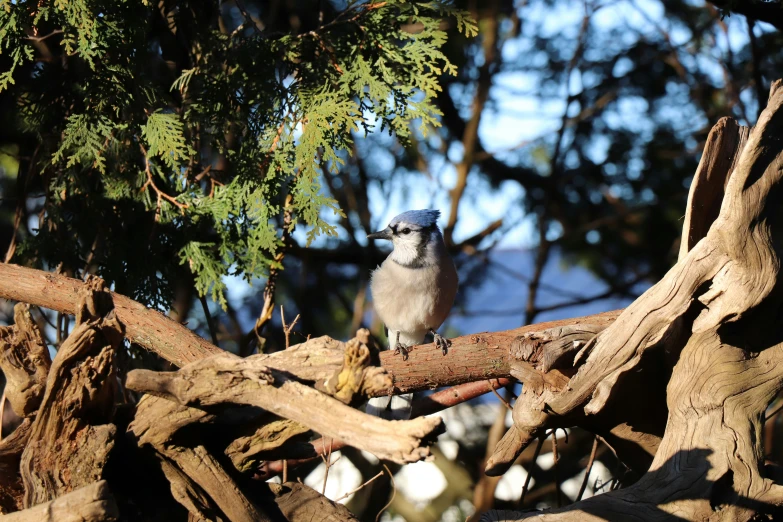 a blue and gray bird is perched on the nch