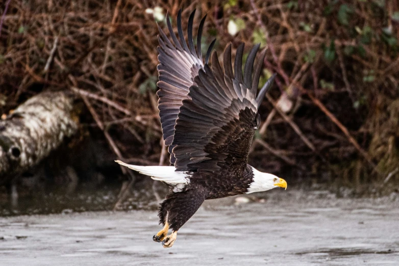 an eagle flying in front of some trees