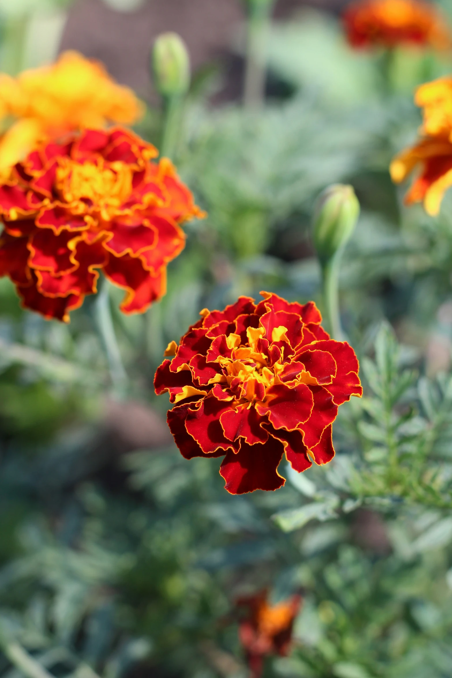 several flowers are growing near each other in the garden