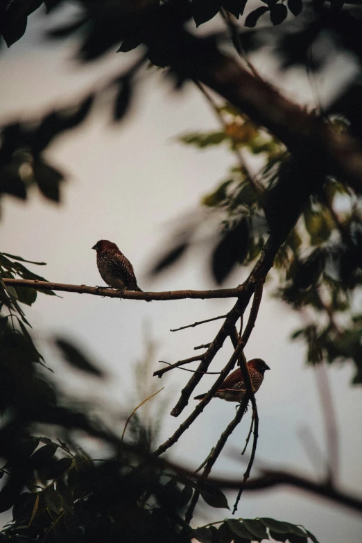 the couple of birds is sitting on the nch