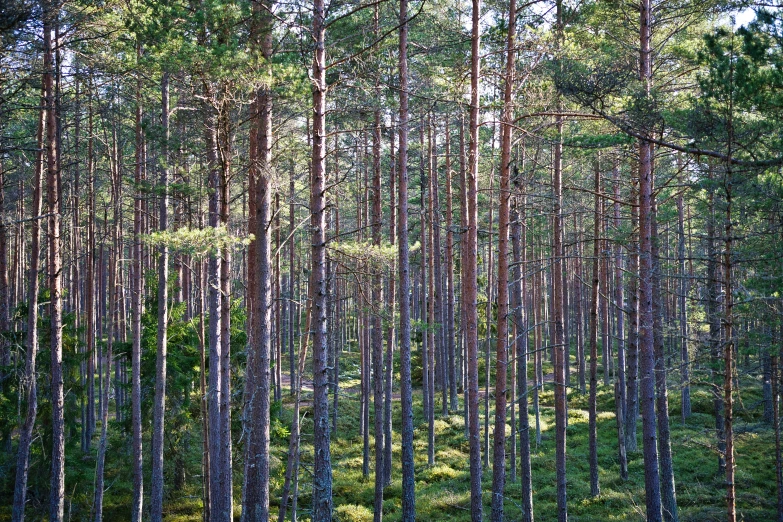 some trees stand in the middle of the grass