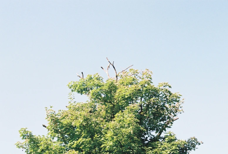 a big leafy tree sitting next to a fence