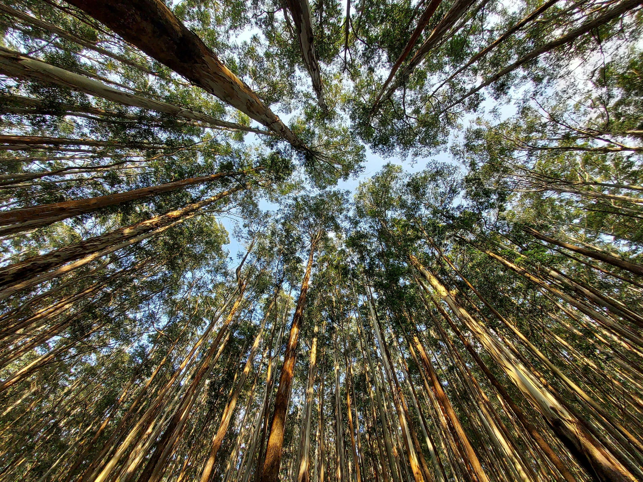 looking up at a forest from the ground