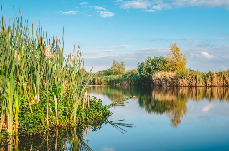 the calm, tranquil lake is near the wooded area