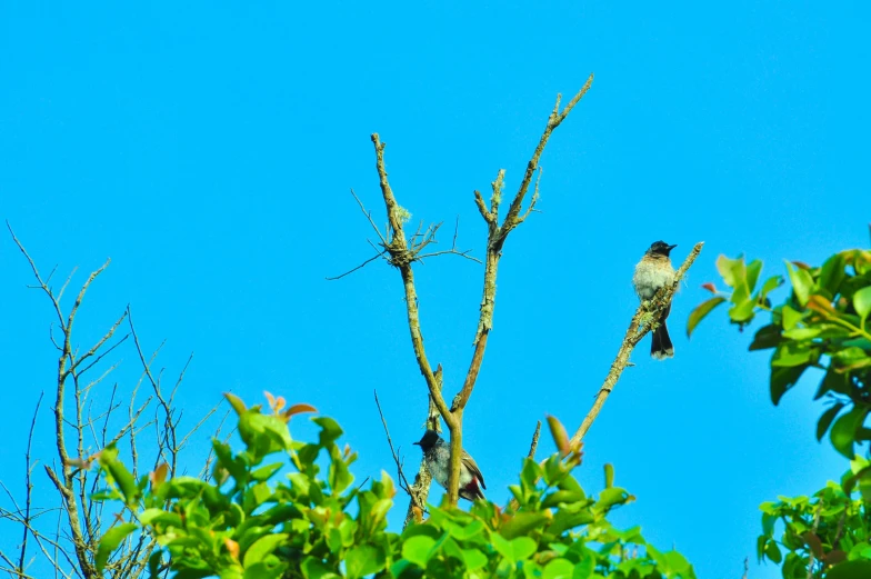 two birds perched on top of a tree near a blue sky