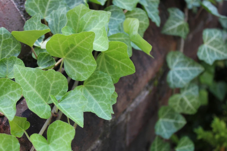 the leaves on the plant are green