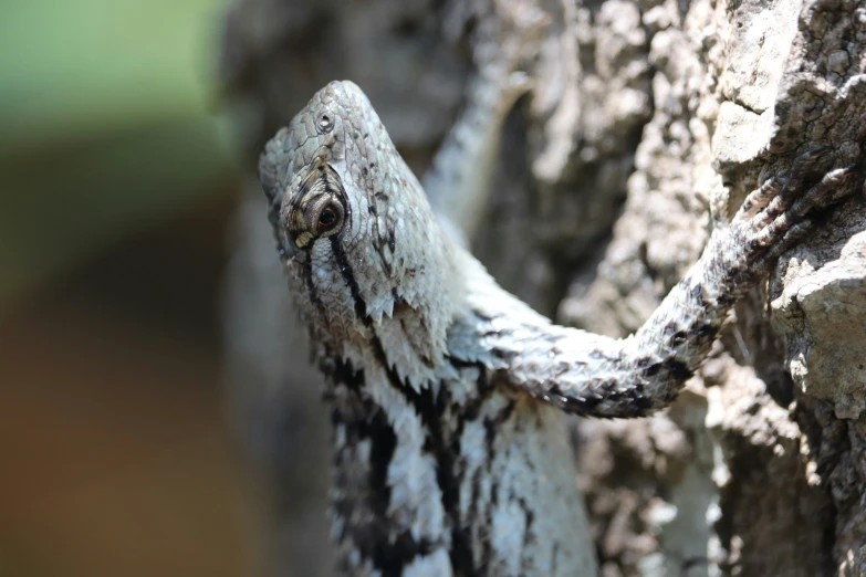 a lizard is climbing on the side of a tree