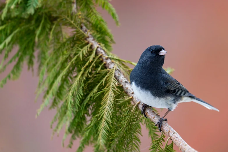 the small bird is perched on the nch