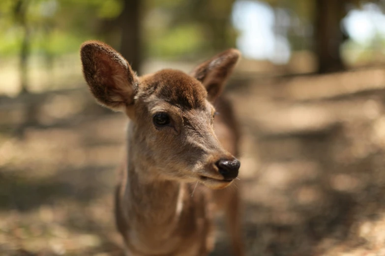 a baby deer with an alert look on his face