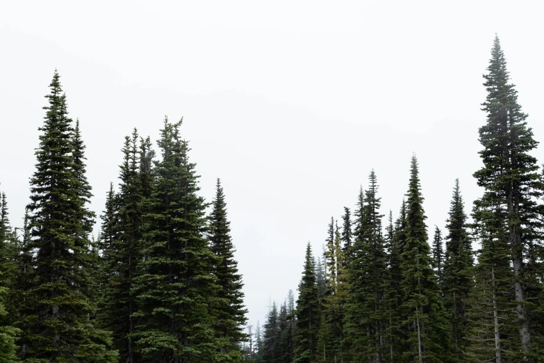 a snowmobile in the middle of pine forest