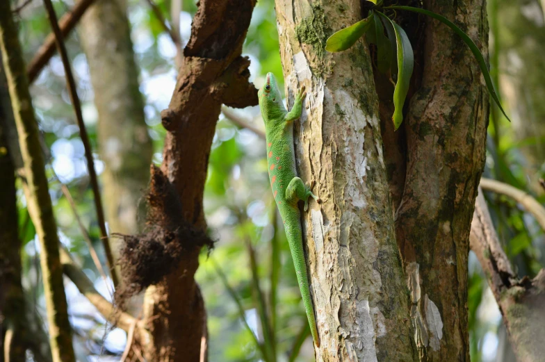 an image of a lizard crawling on tree