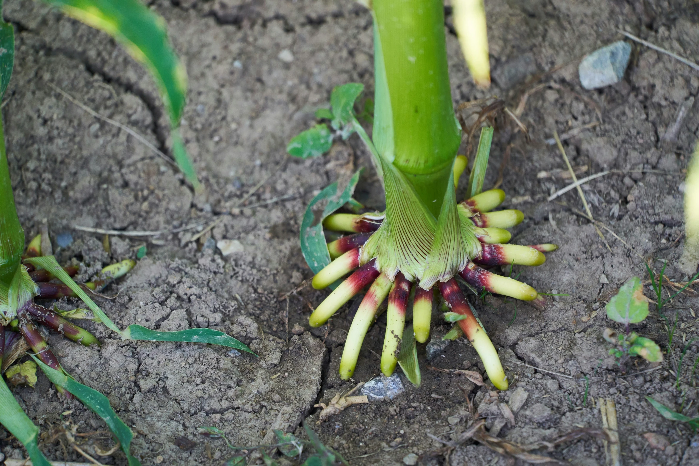 a plant with leaves has flowers and is very large