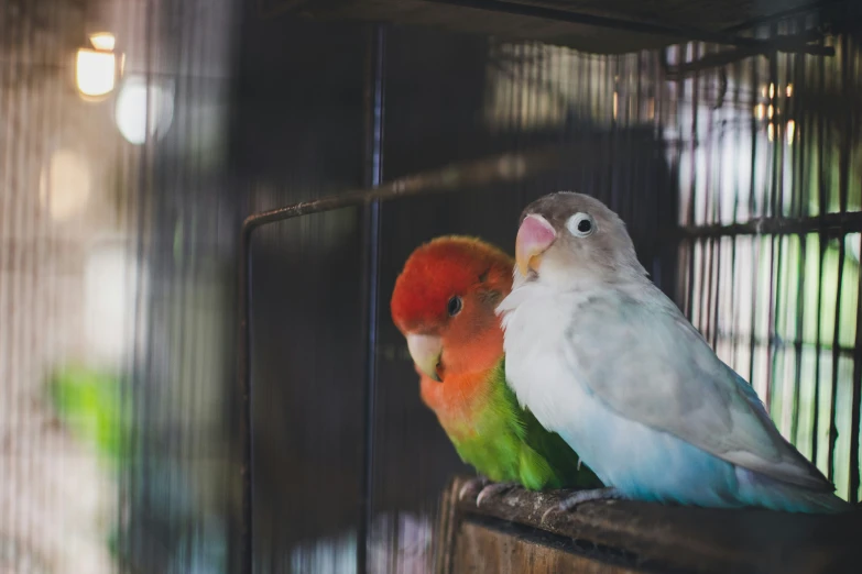 a couple of birds are standing on a stand