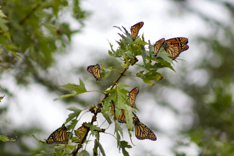 several erflies hang on some green leaves