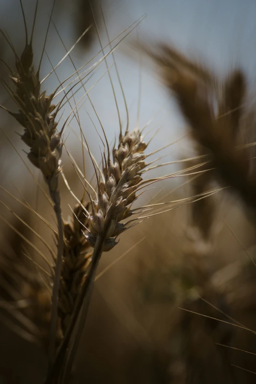 this is an image of grain stalks with a blurry background