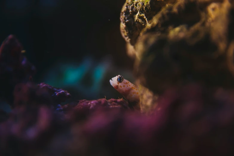 a white and orange slug sitting on top of a coral