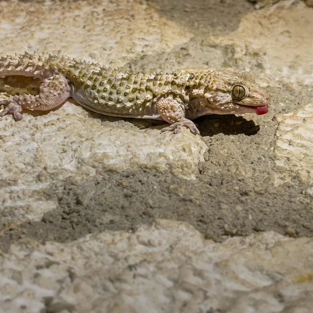 a lizard with spots on its back and legs, resting in some rocks